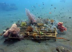 Coral Breeding Structure