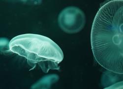 Jellyfish