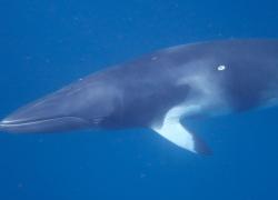 Minke Whale Australia