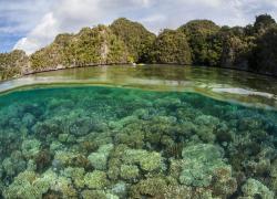 Healthy Corals in Raja Ampat, Indonesia