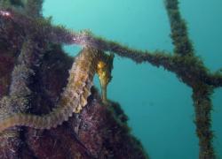 Yellow Seahorse Australia