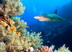 A shark swims in a coral reef.
