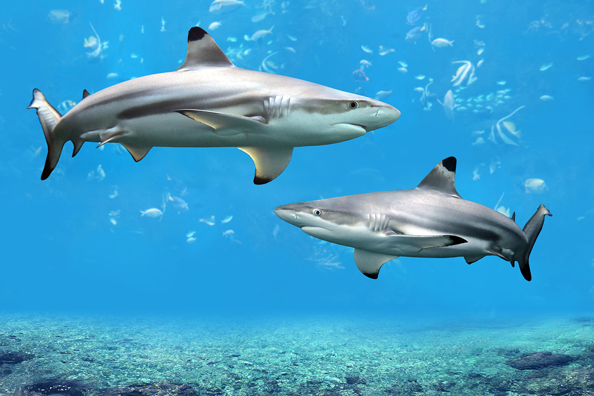 two blacktip reef shark