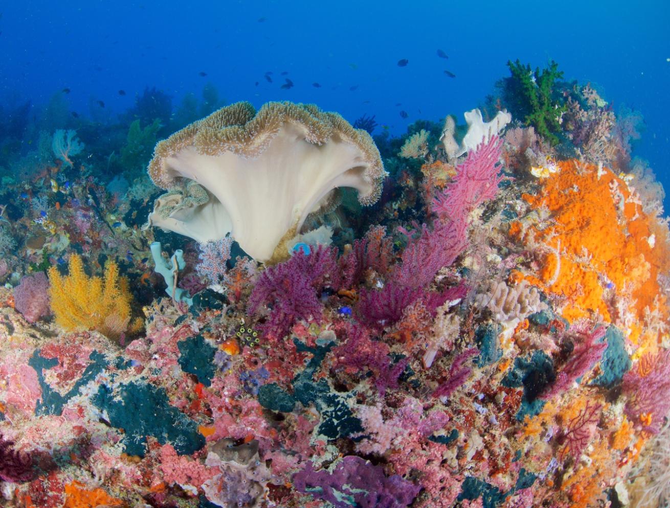 raja ampat coral reef