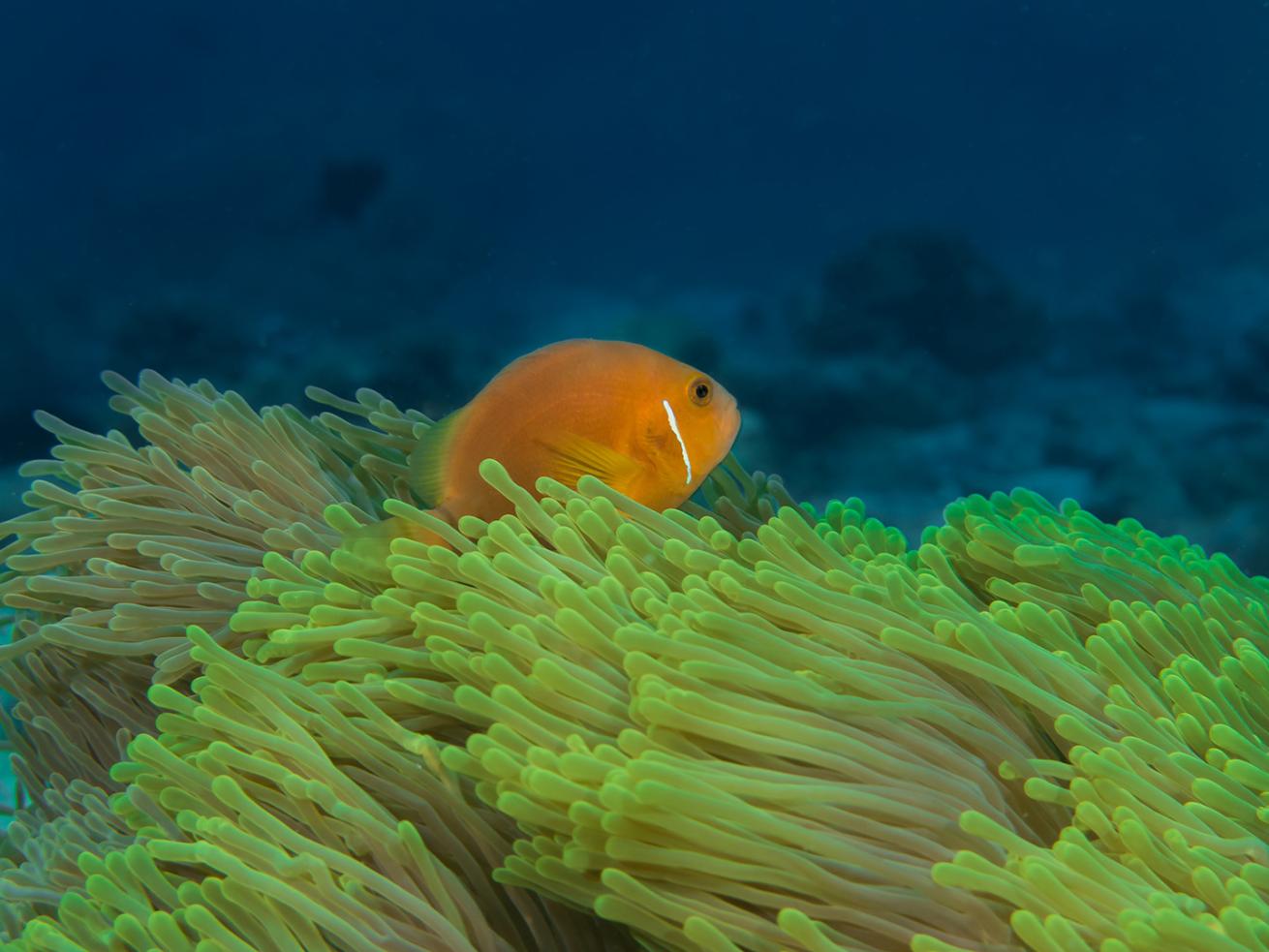 blackfooted clownfish