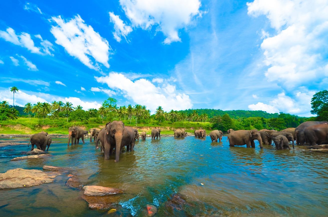 elephants