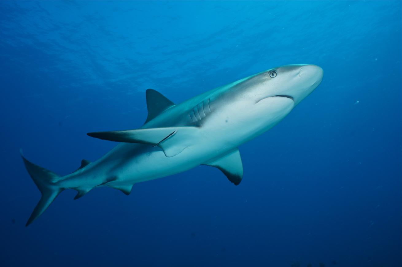 Caribbean Reef Shark Bahamas Underwater