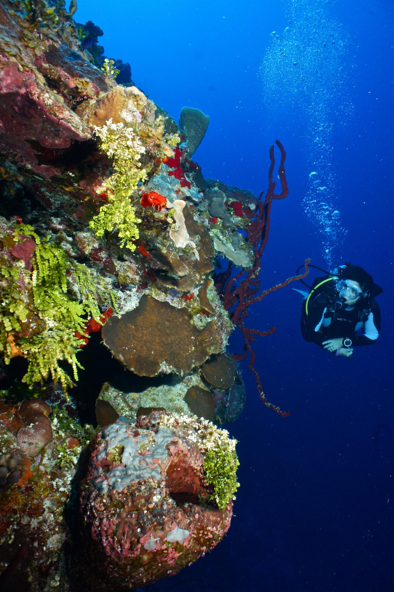 Scuba diver underwater coral wall Bahamas