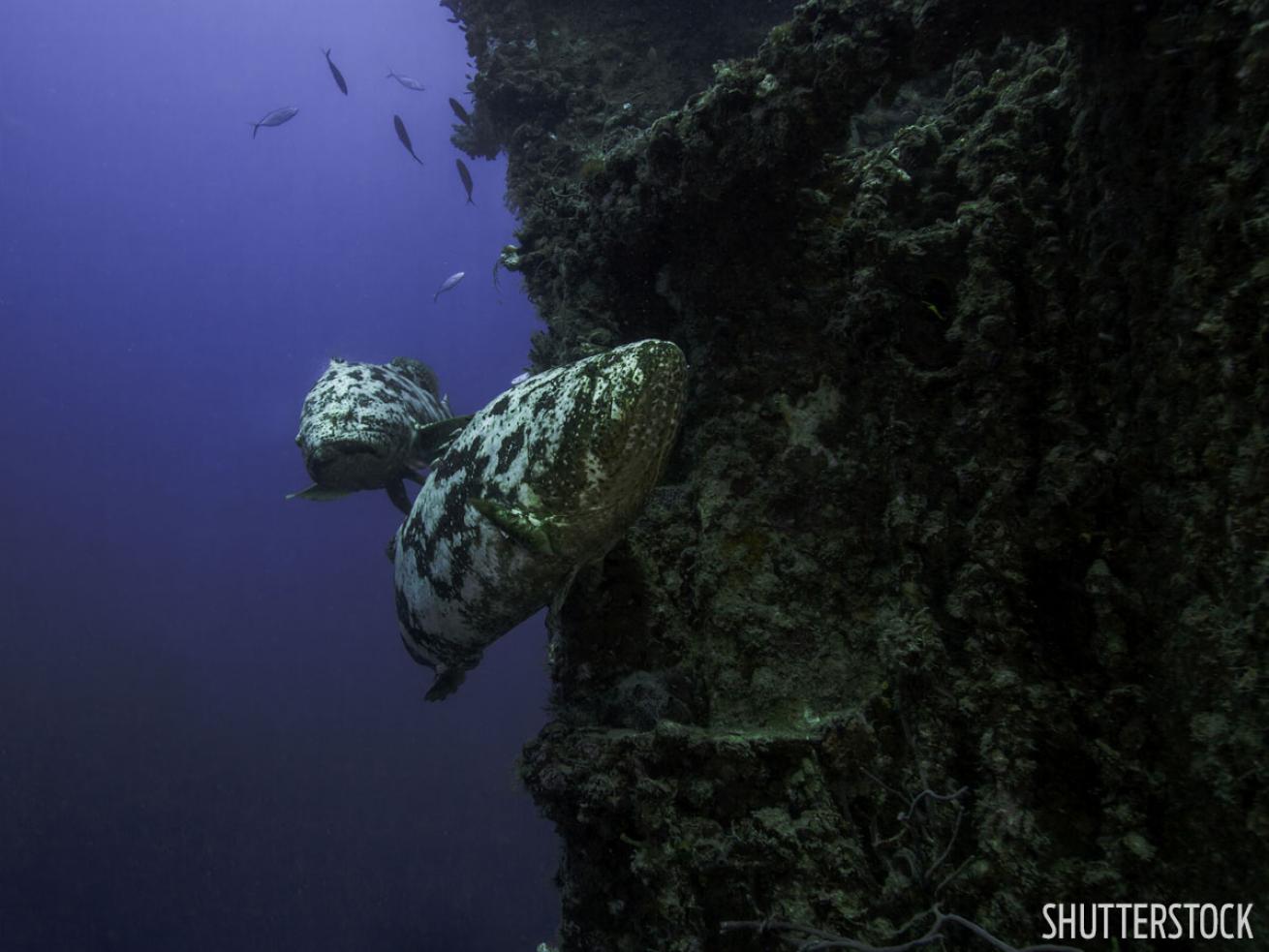 goliath grouper on Spiegel Grove