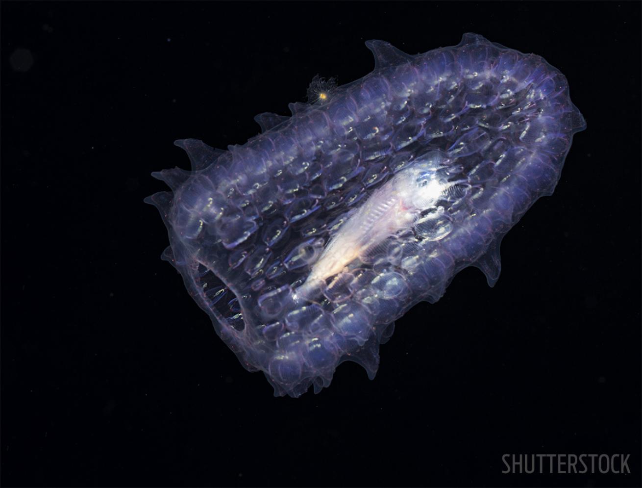 Pelagic Magic Night Dive Hawaii