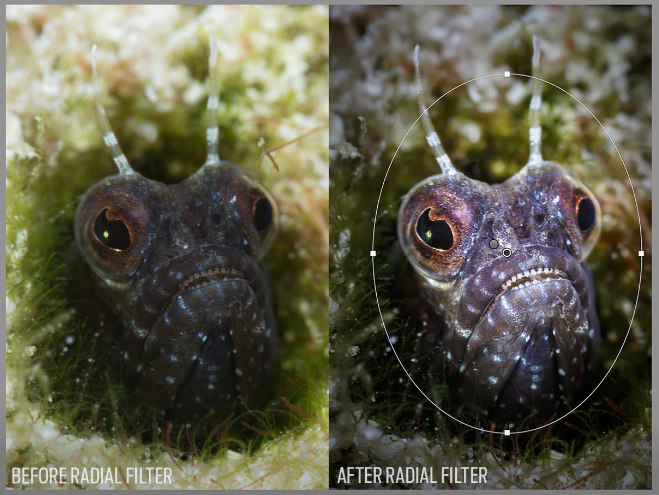 using lightroom filters to edit underwater photos