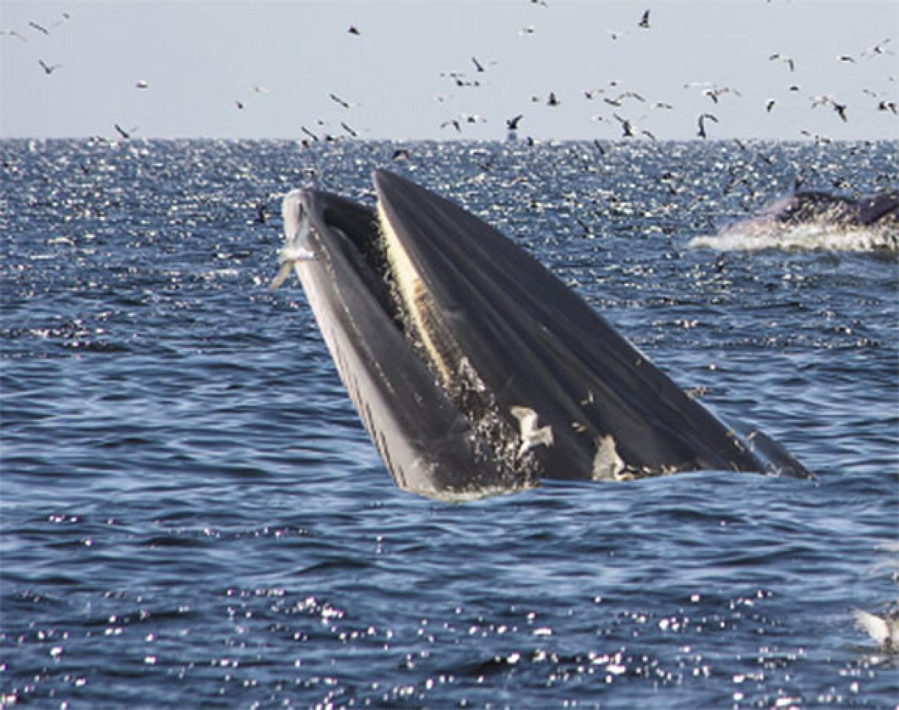 Bryde's whale