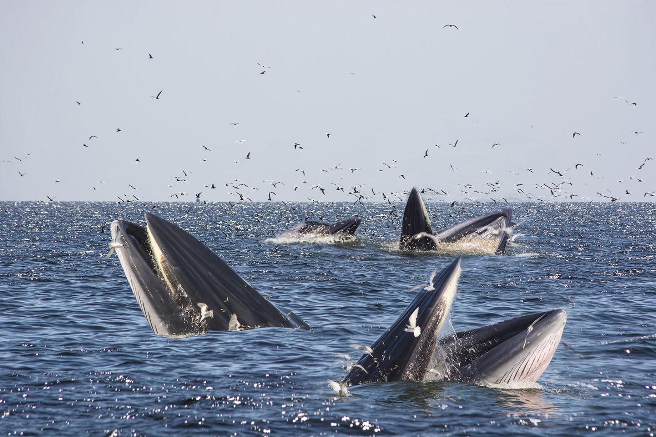 Bryde's whales