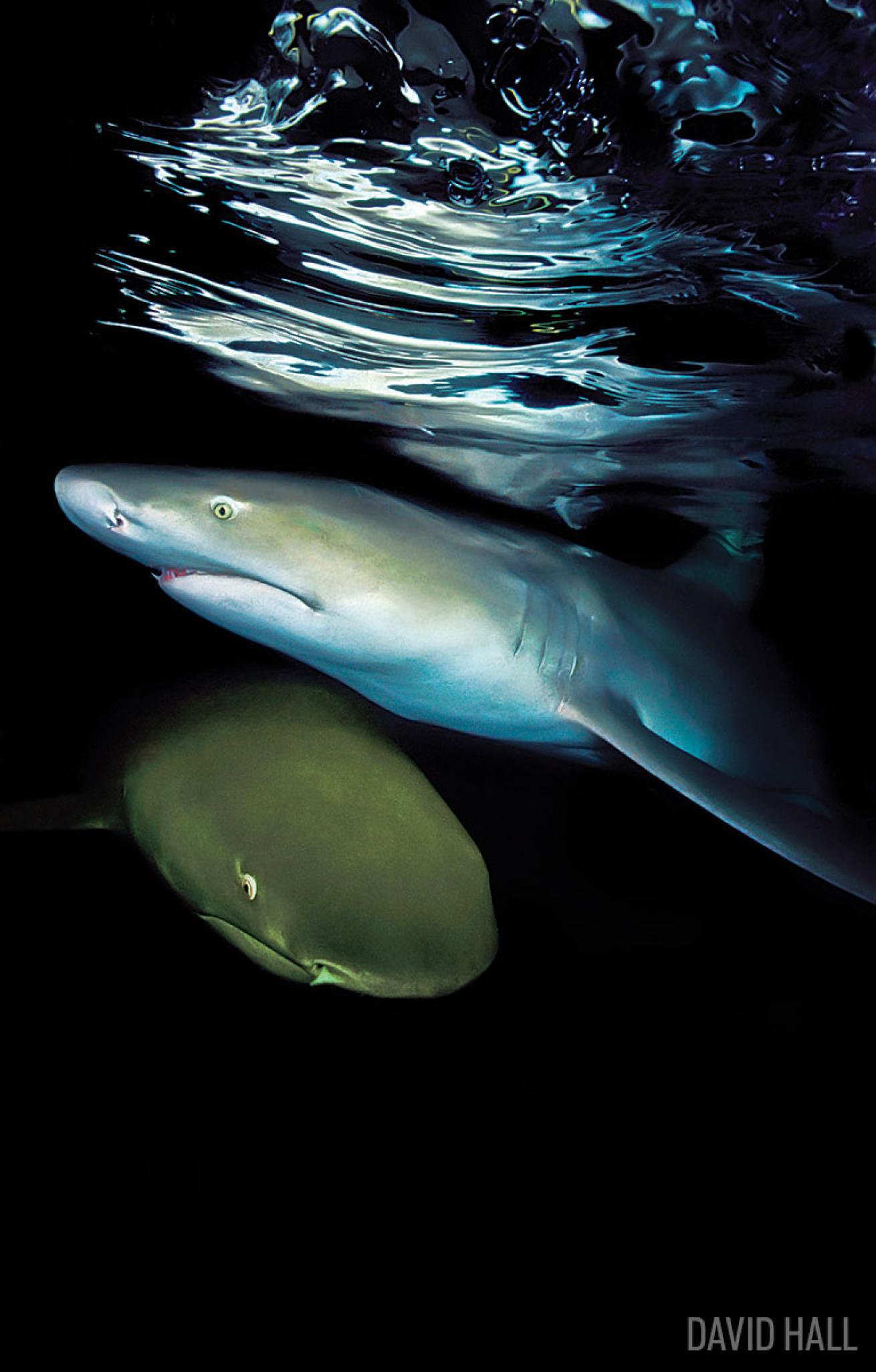 scuba diving with lemon sharks in the bahamas