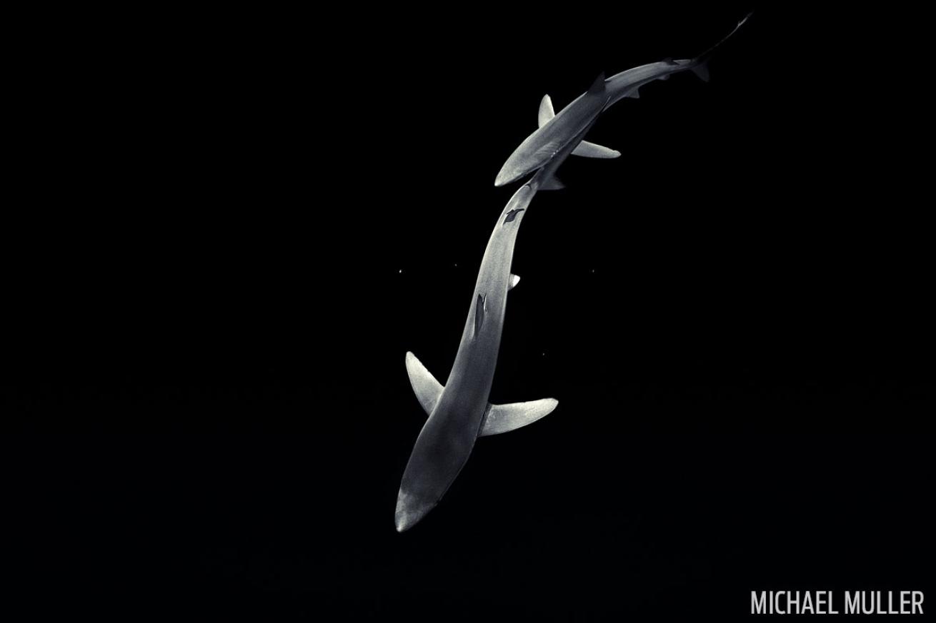 blue sharks in south africa