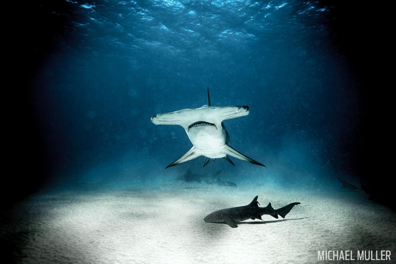 diving with hammerhead sharks