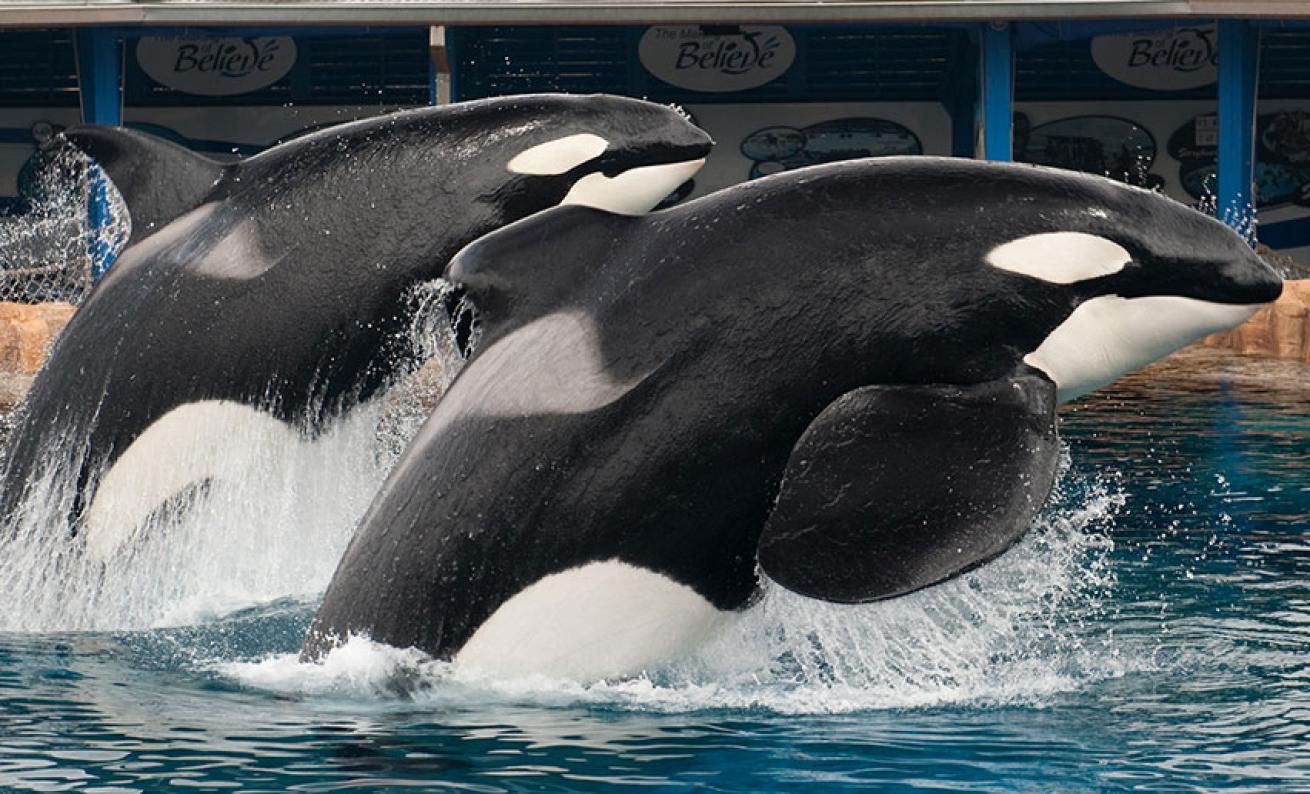 killer whales at SeaWorld