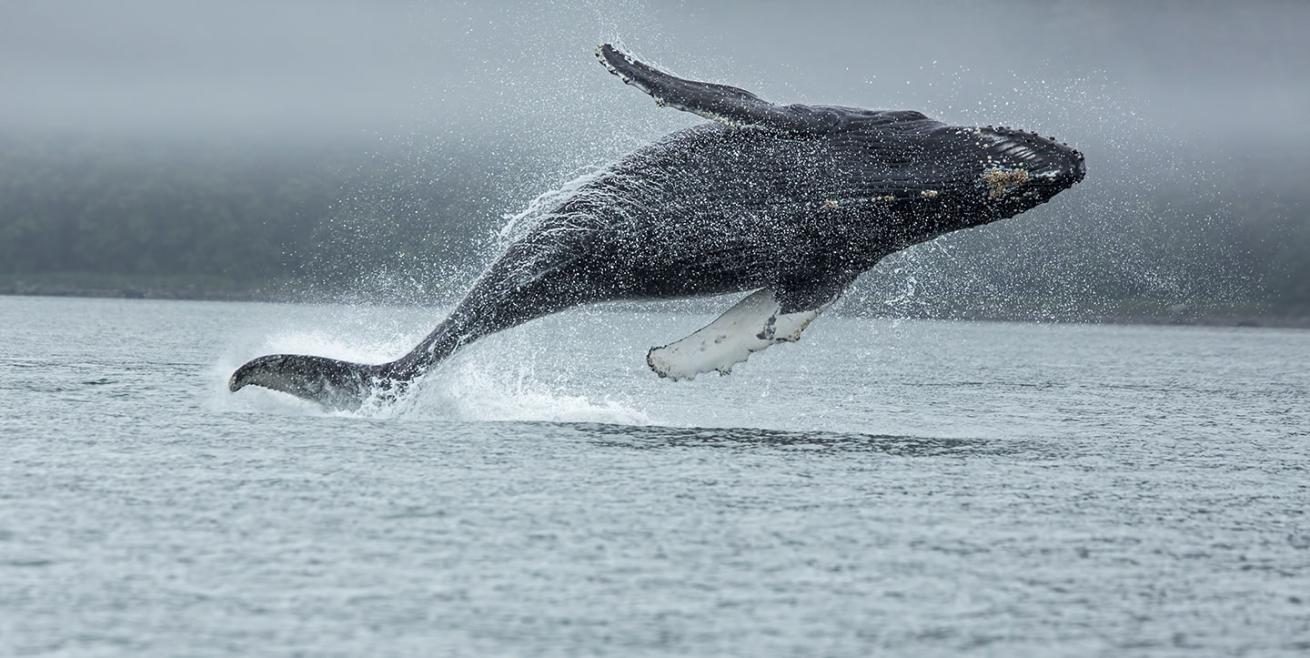 humpback whale breaching