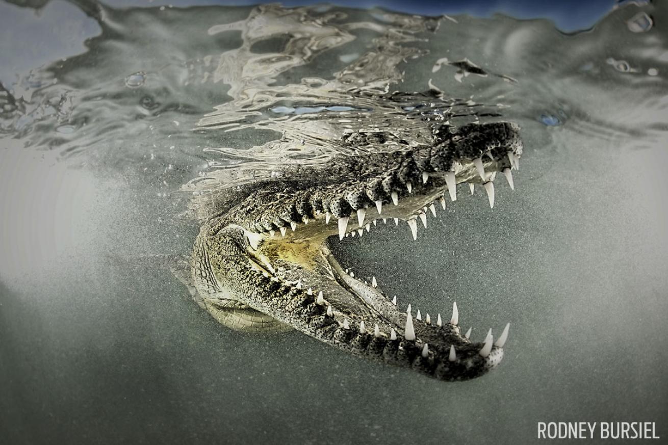 scuba diving with crocodiles