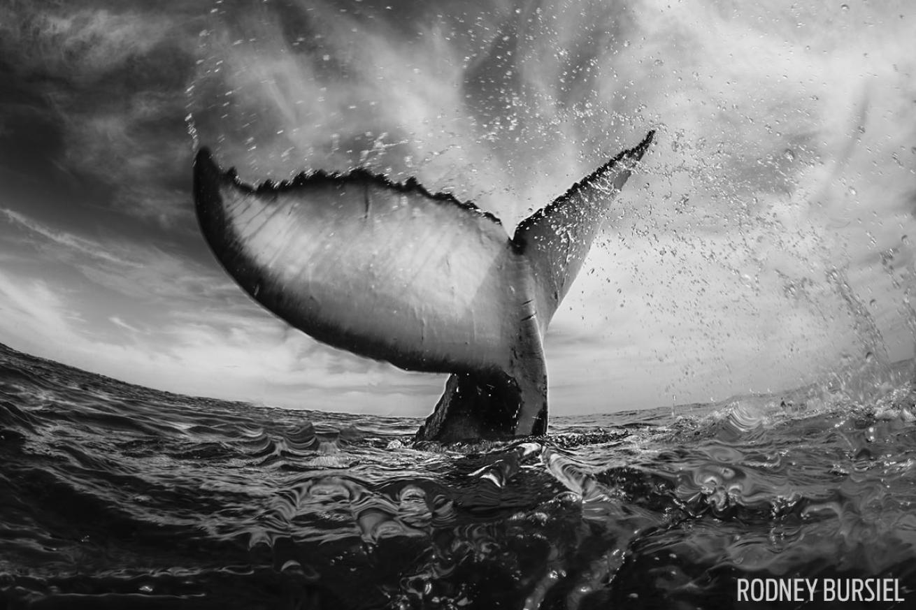 scuba diving with whales