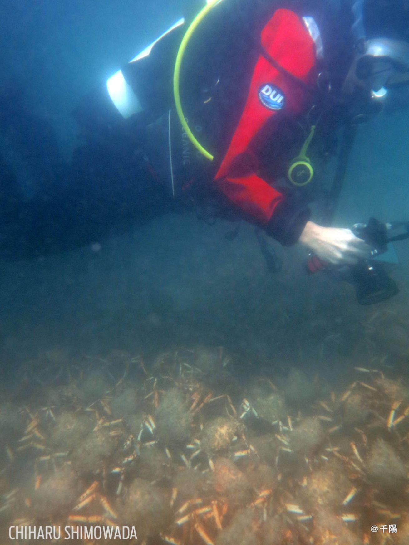 spider crab migration in Australia
