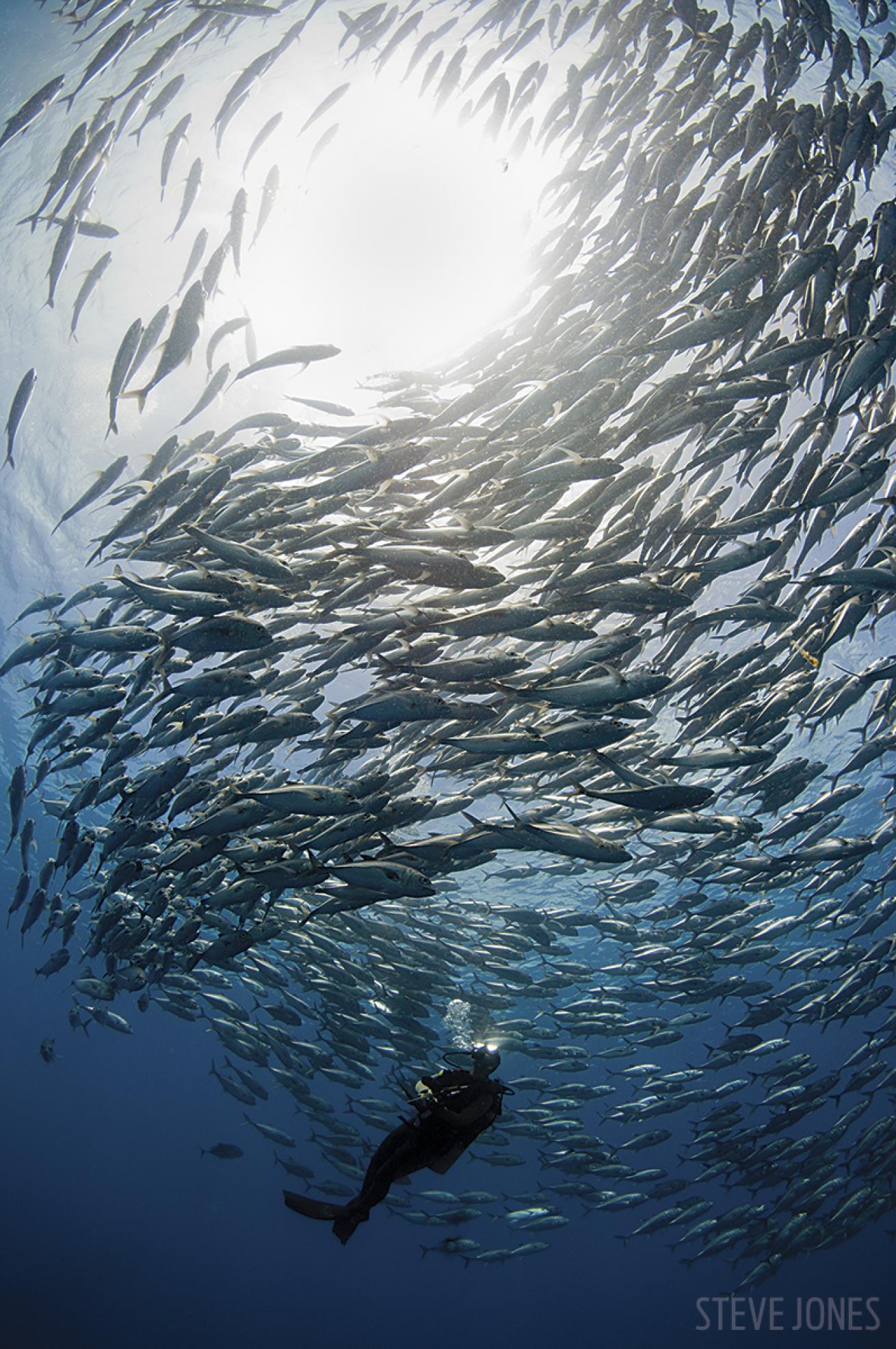 solo scuba diving with schools of fish