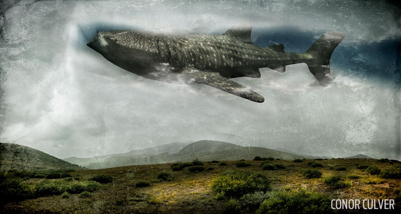 underwater photography