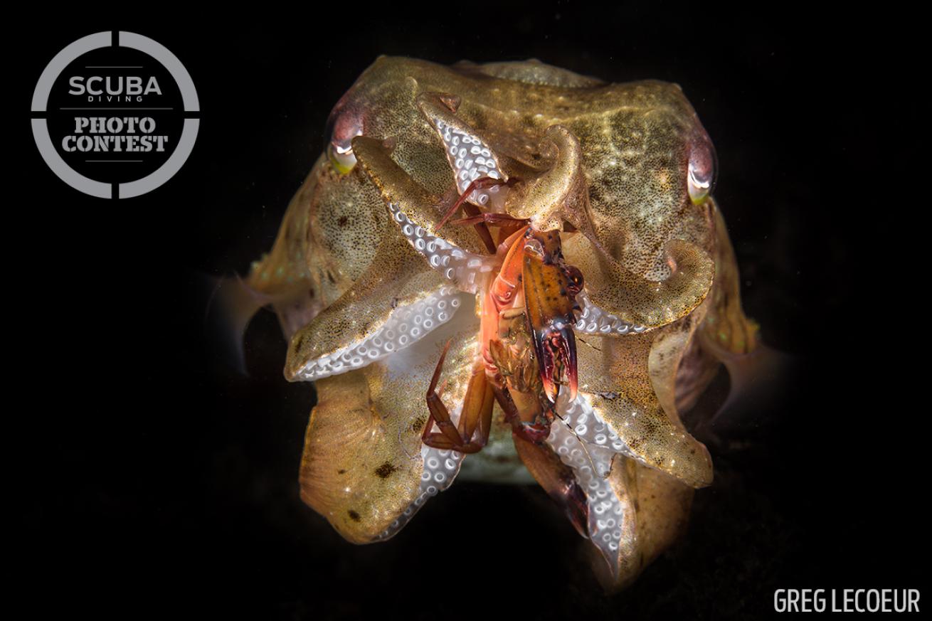 palau crab cuttlefish underwater photography scuba diving