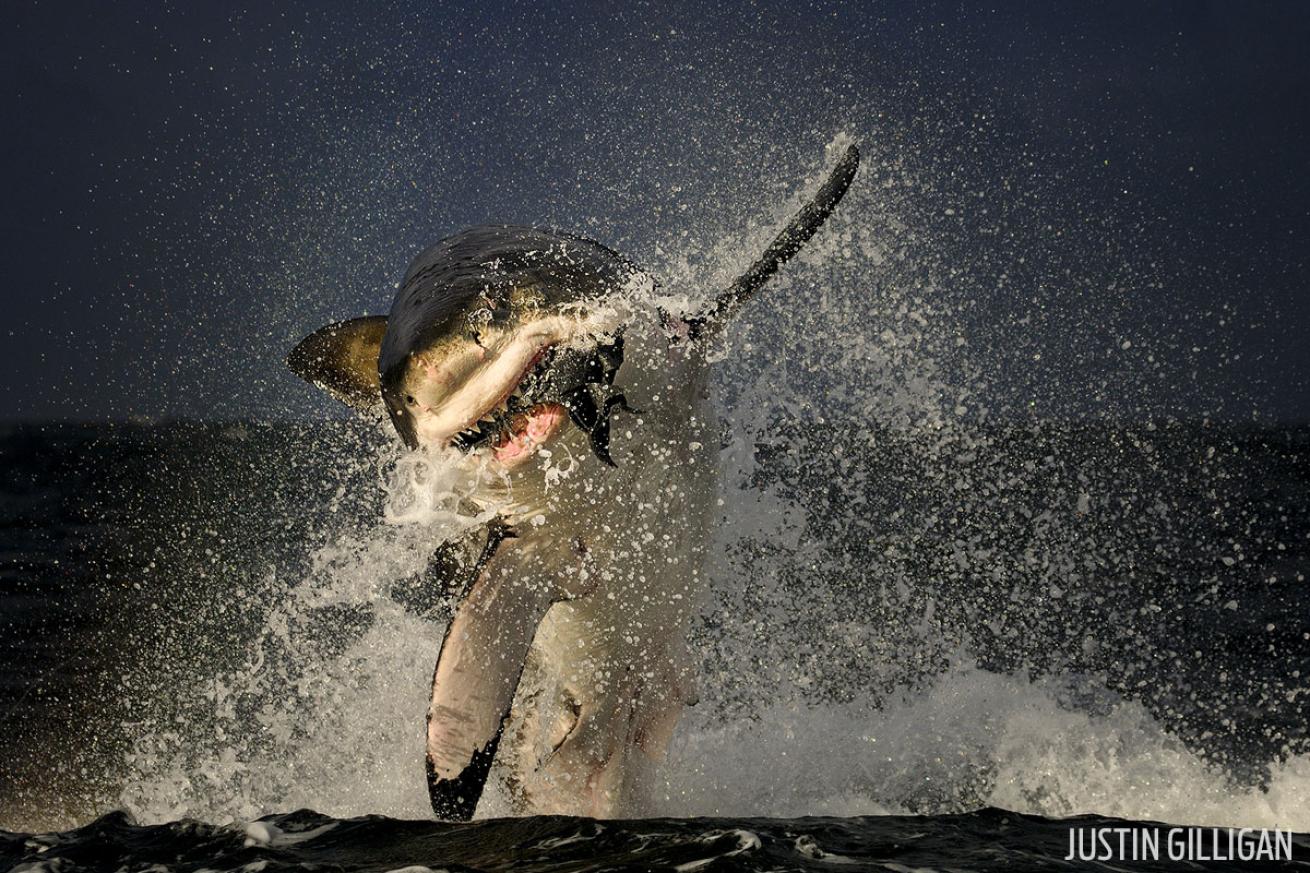great white shark photography