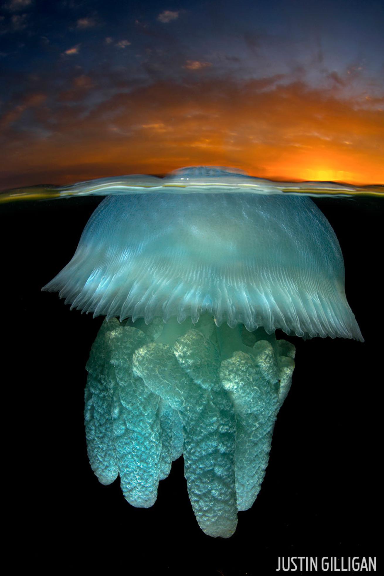 scuba diving with jellyfish australia