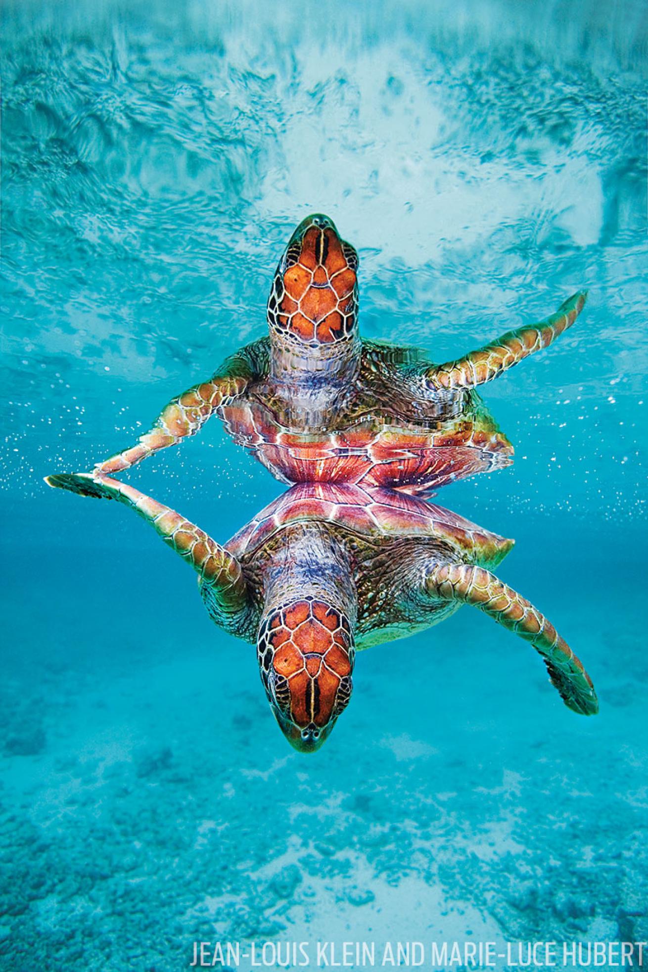 seaturtle underwater photography
