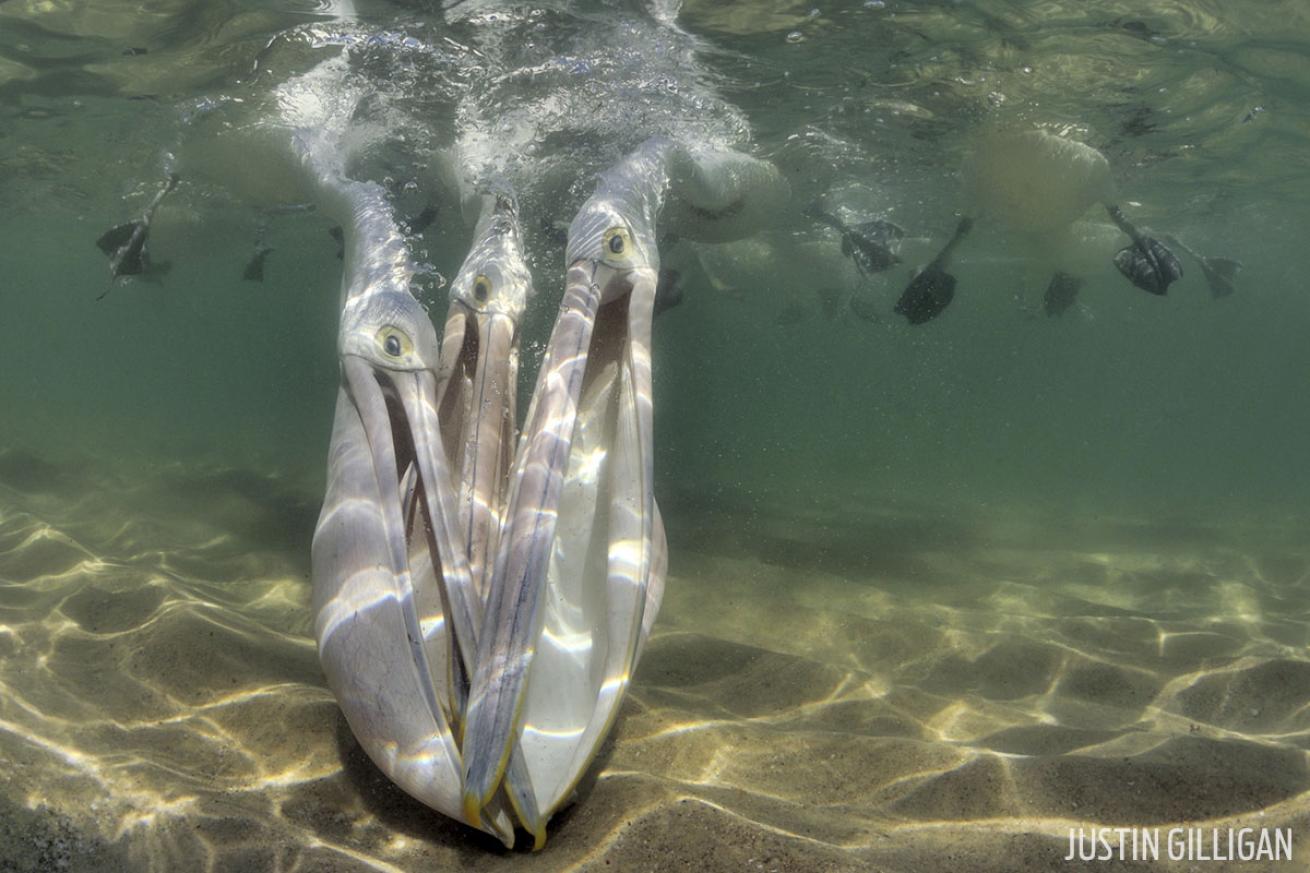 scuba diving with pelicans