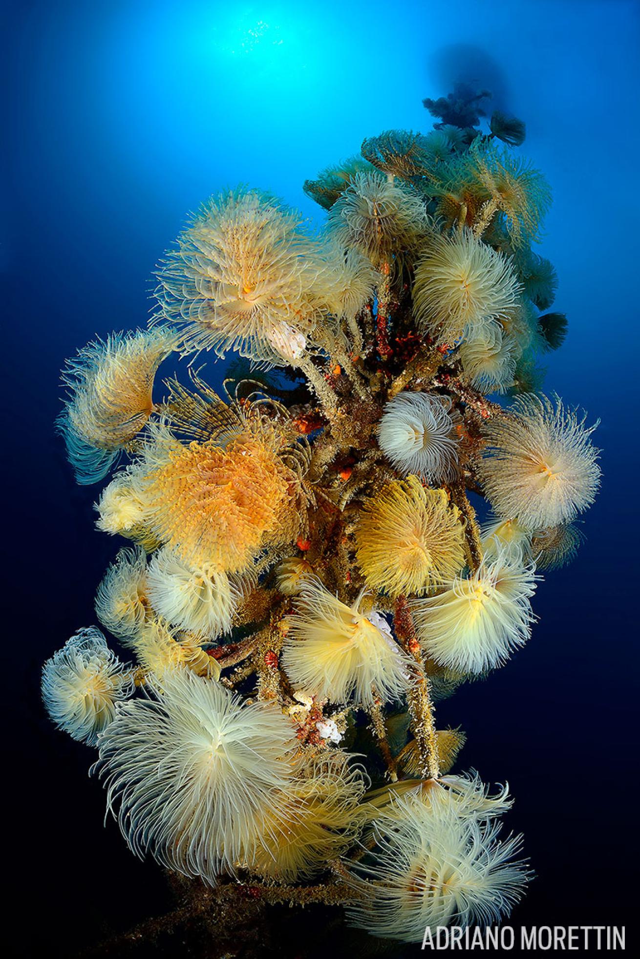 reef underwater photography