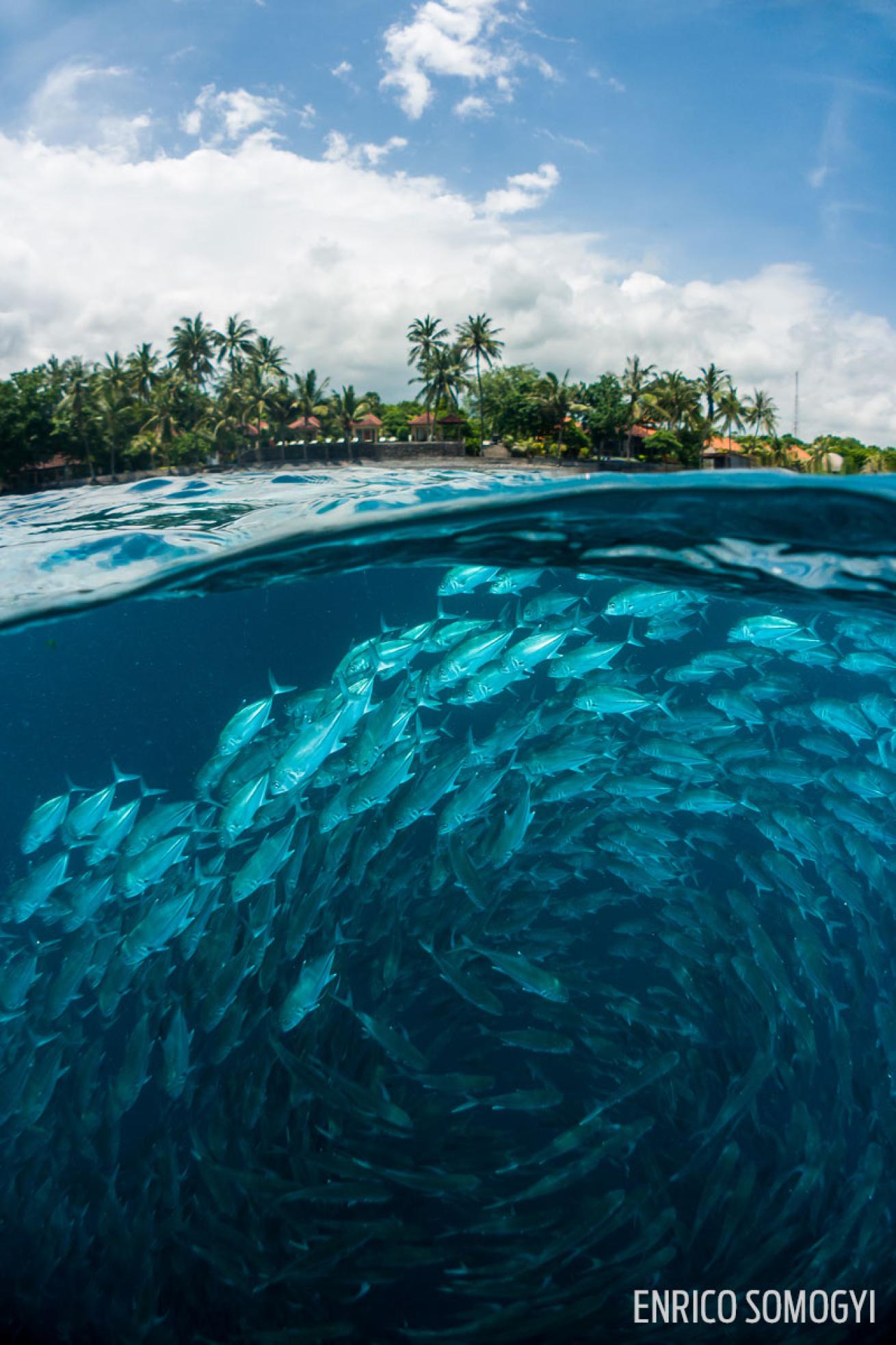 schooling fish bali