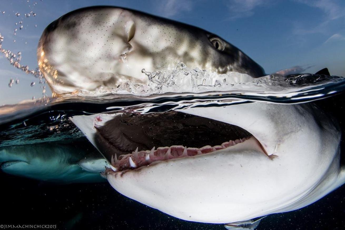 lemon shark bahamas sunset