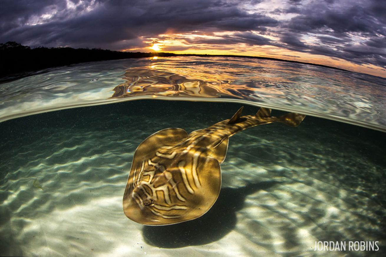 Eastern fidlar ray Jervis Bay in Australia