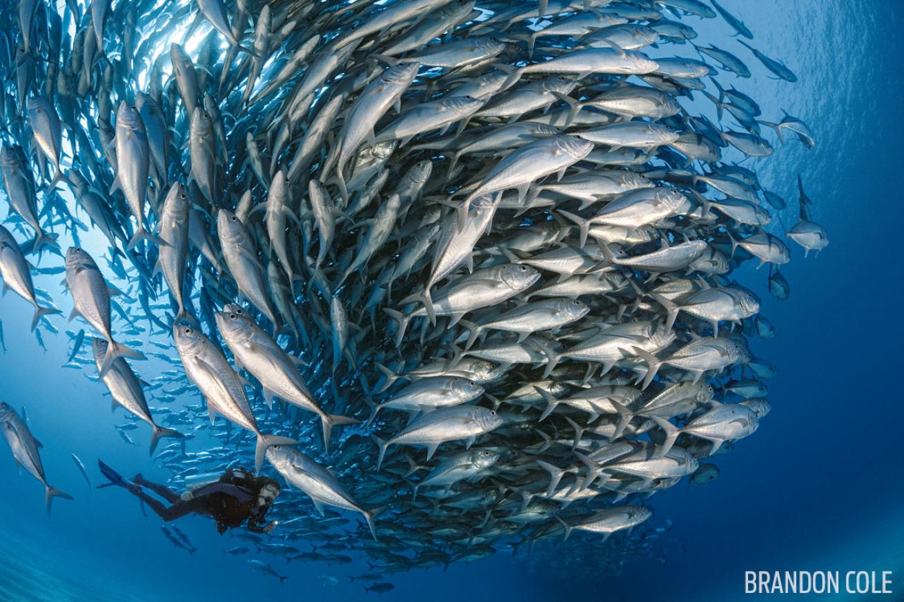 school of jacks baja sea of cortez scuba diver
