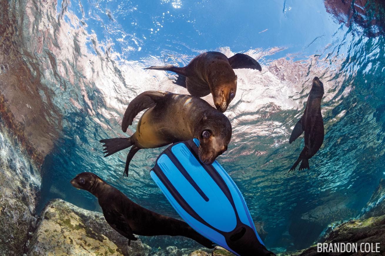 sea lions baja sea of cortez