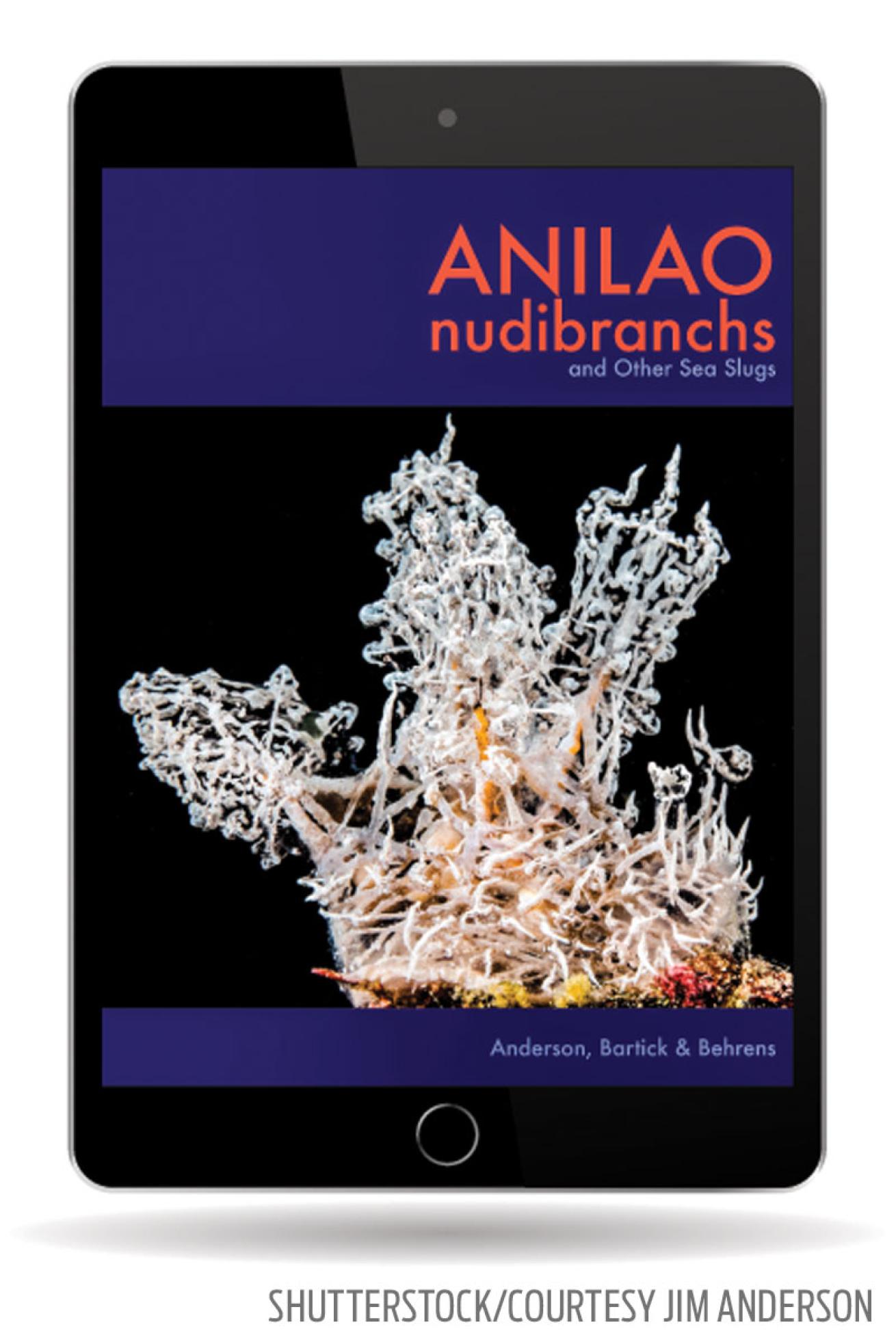 anilao nudibranchs