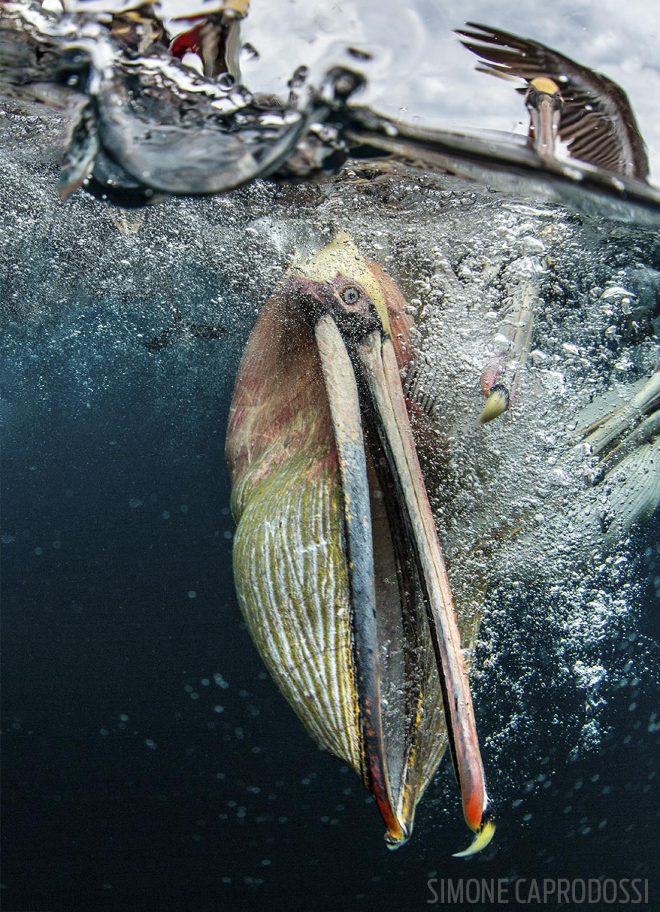 Pelicans in the water at Bahia Magdalena, Baja California, Mexico