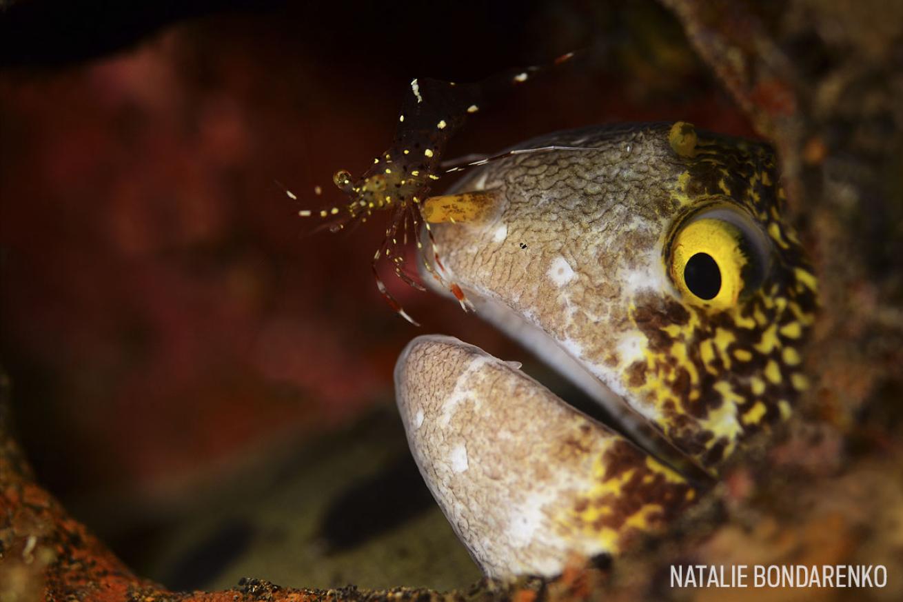 moray eel cleaner shrimp mutualism symbiosis