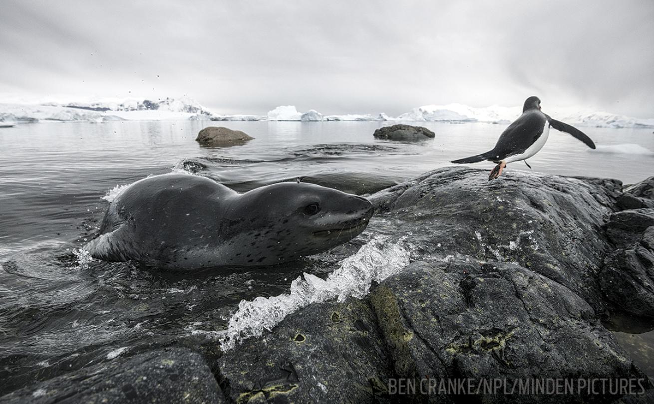 Antarctica Seals