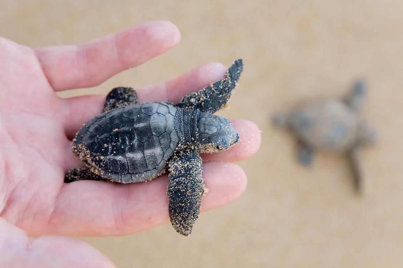 sea turtle hatchling