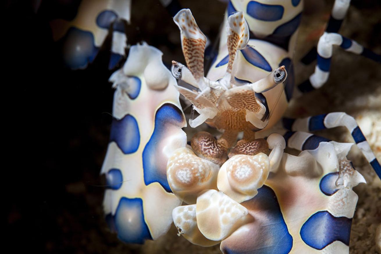 Harlequin shrimp