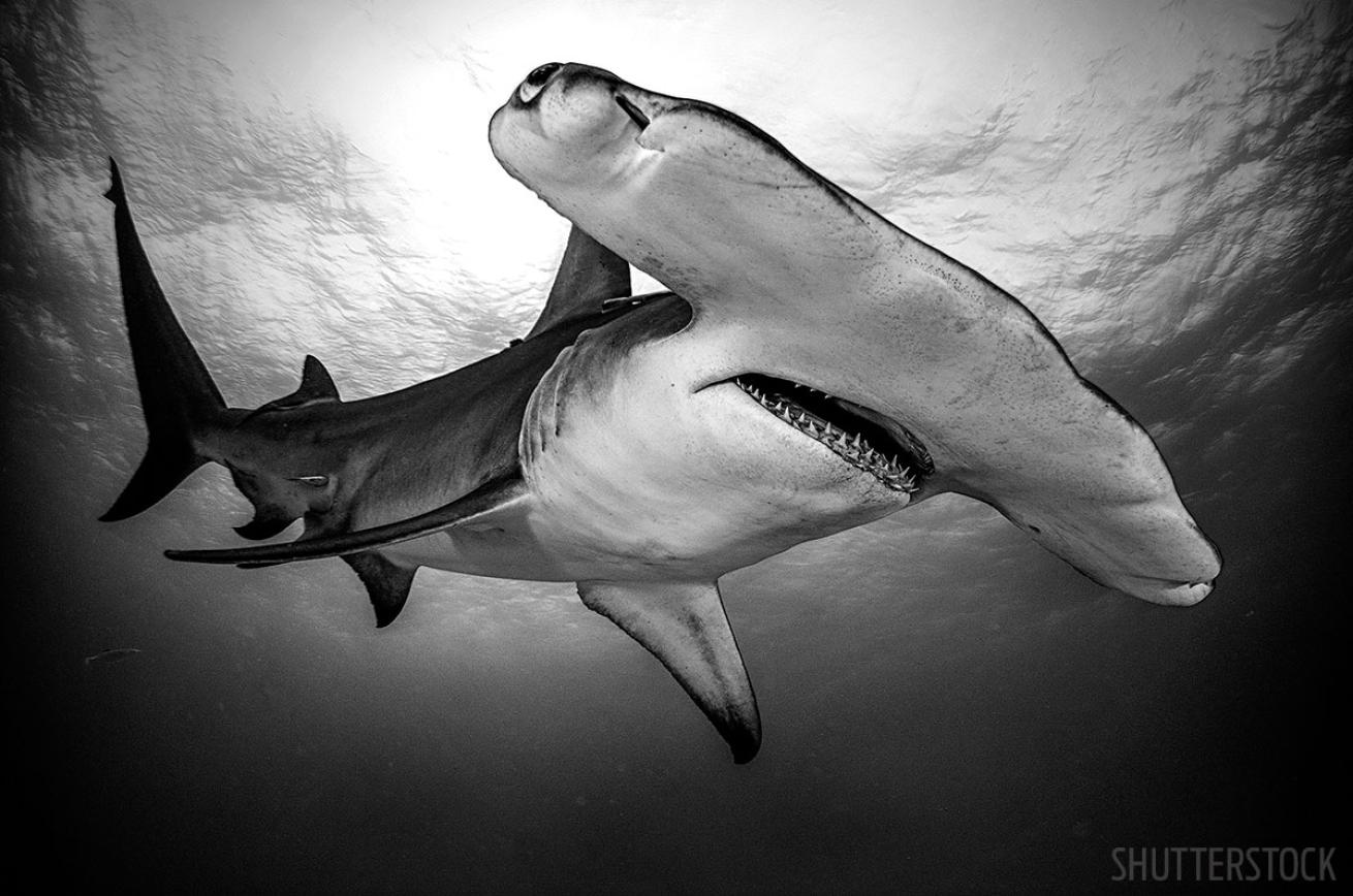 hammerhead shark bahamas