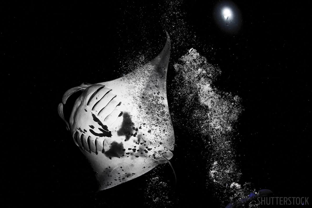 kona manta night dive