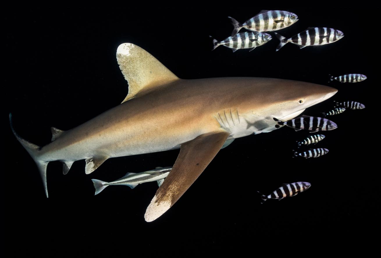 Oceanic whitetip shark