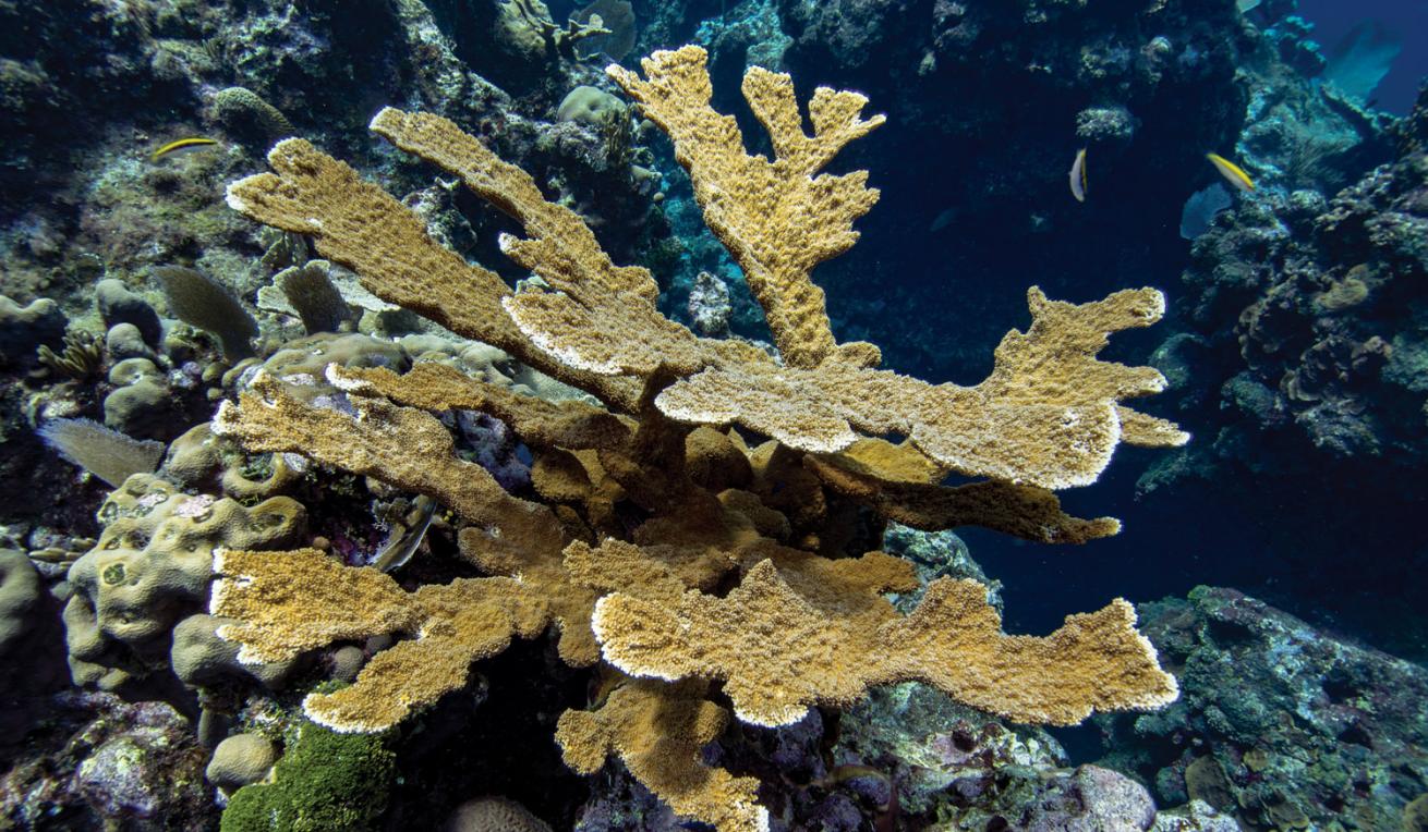 Acropora Palmata