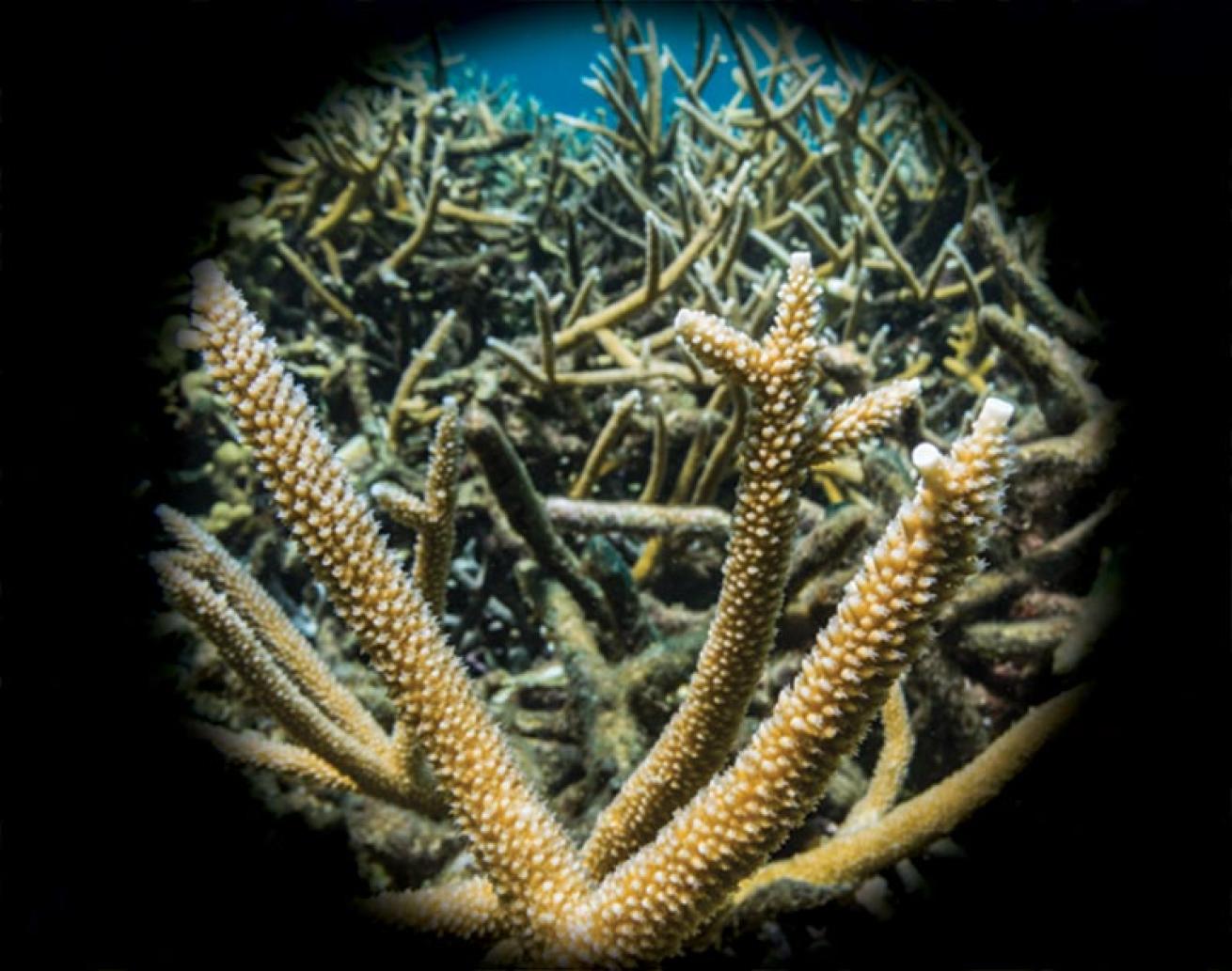 staghorn coral