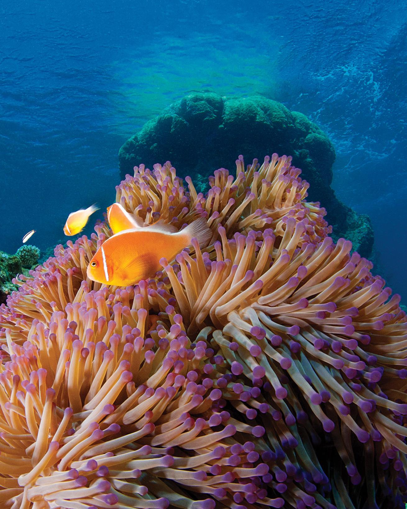great barrier reef